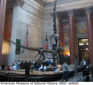 Natur Museum New-York Manhattan